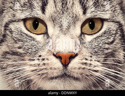 Tabby cat face - looking Stock Photo