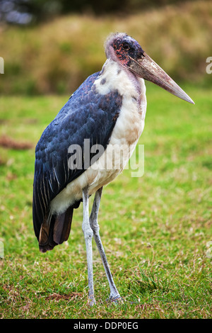 The Marabou Stork bird in Tanzania, Africa Stock Photo