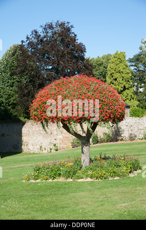 French tree scarlet colour cultivated plant Display of Geranium plants growing the top of an old tree Stock Photo