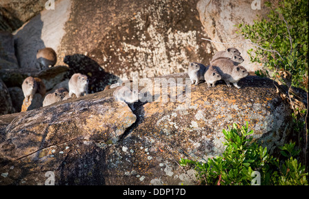 Rock hyrax (Procavia capensis) family group in Serengeti, Tanzania, Africa. Stock Photo