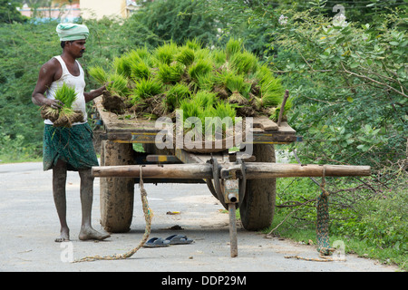 Indian man collecting bundles of new rice plants from a cart to plant in the paddy field. Andhra Pradesh, India Stock Photo