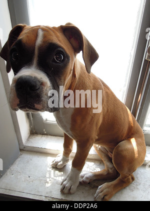 a cute female boxer puppy sitting on windowsill and looking at you with innocent big eyes Stock Photo