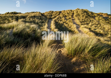 marram grasses in the sand dunes at Croyde bay on the north Devon coast Stock Photo
