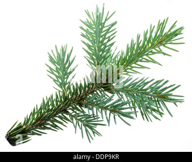 Fir branch isolated on white background. Stock Photo