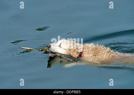 Golden Labrador Retriever Dog-Canis lupus familiaris, Collects A Thrown Stick In A River. Uk Stock Photo