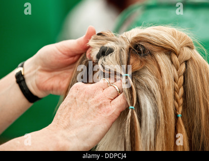 Shih Tzu Dog being examined Stock Photo