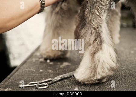 Terrier Dog being groomed Stock Photo
