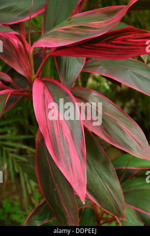 Ti Plant, Costa Rica Stock Photo