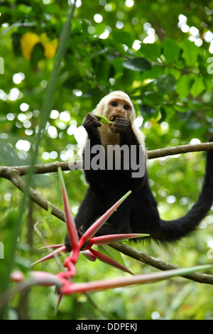 Capuchin Monkey eating in tree, Manuel Antonio, Costa Rica. Stock Photo