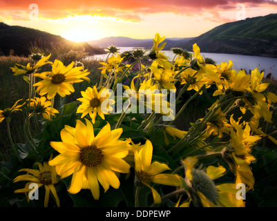 Balsamroot wildflowers and sunset. Columbia River Gorge National Scenic Area, Oregon Stock Photo