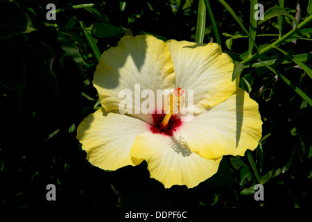 A brightly coloured yellow hibiscus flower growing on the island of Salina in The Aeolian Islands, Messina,Sicily, Italy Stock Photo