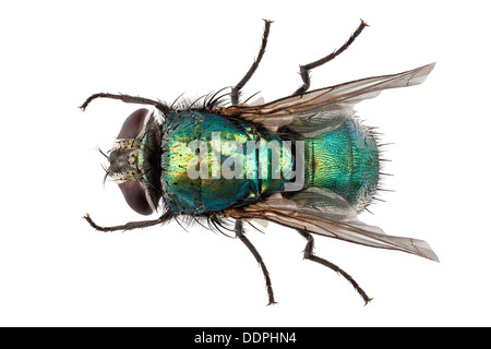 blow fly species Lucilia caesar Stock Photo