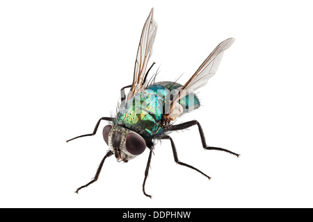 blow fly species Lucilia caesar Stock Photo