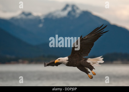 A bald eagle (Haliaeetus leucocephalus) preparing to land near Sitka, Alaska. Stock Photo