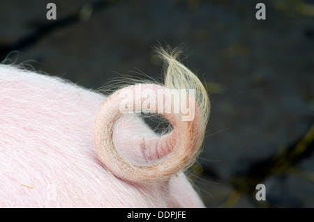 pigs curly tail, St Fagans Museum, Cardiff. Stock Photo
