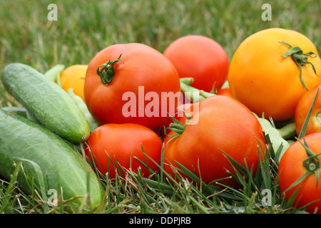 A pile of freshly picked vegetables;, tomatoes, cucumbers, and green beans, is laying outside in the green grass on a summer day Stock Photo