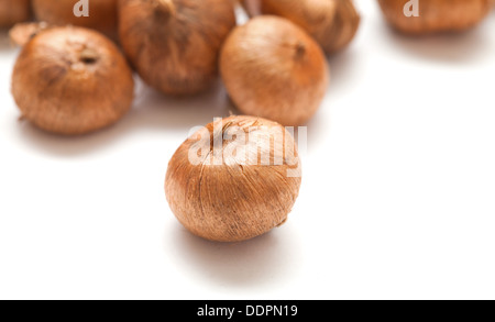 crocus bulb isolated on white background Stock Photo