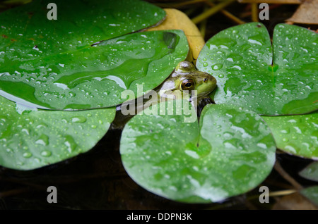 Northern Green Frog peeking out from under lily pads during a rain shower. Stock Photo