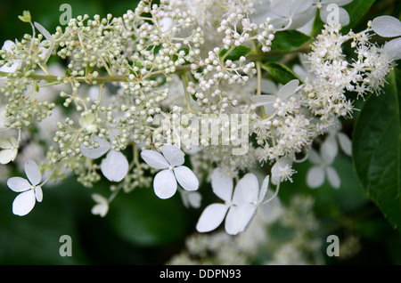 HYDRANGEA PANICULATA 'BRUSSELS LACE' Stock Photo - Alamy