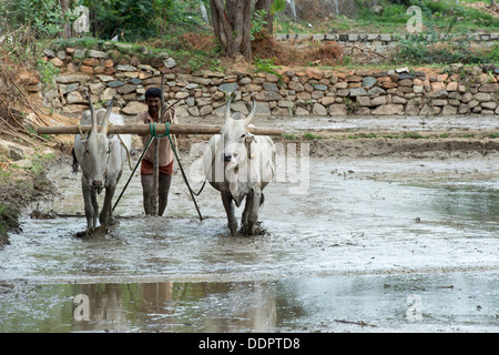 Indian farmer preparing and leveling a new rice paddy field using a level pulled by indian cows. Andhra Pradesh, India Stock Photo