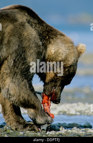 Brown bear boar eating salmon at Hallo Bay in Katmai National Park Alaska Stock Photo