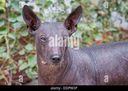 Peruvian hairless dog. Lima, Peru Stock Photo - Alamy