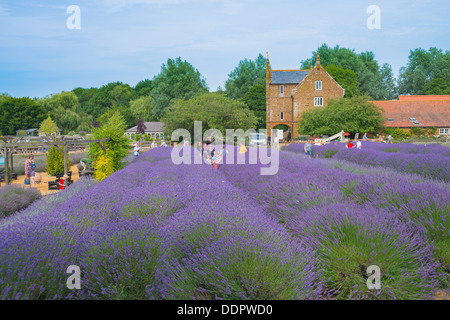 Lavender farm in Norfolk England. Stock Photo