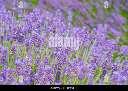 Lavender farm in Norfolk England. Stock Photo