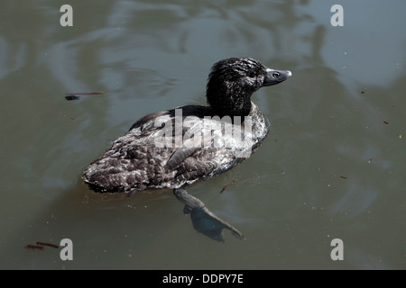 Female Australian Musk Duck - Biziura lobata - Family Anatidae Stock Photo