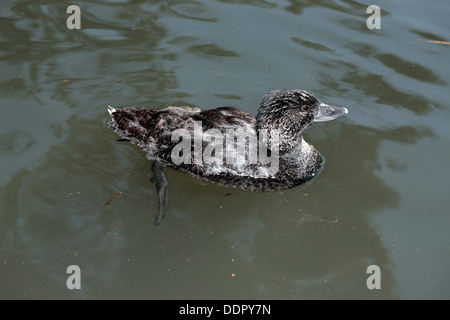 Female Australian Musk Duck - Biziura lobata - Family Anatidae Stock Photo