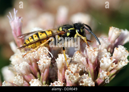 Common wasp ( Vespula vulgaris) feeding on  flower Stock Photo