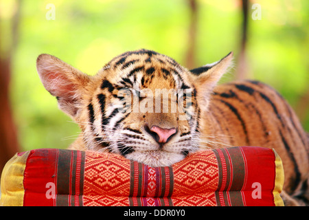 Baby tiger sleeping on thai pillow Stock Photo