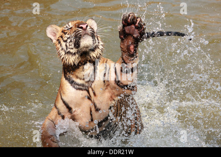 Tiger is jumping in pond Stock Photo