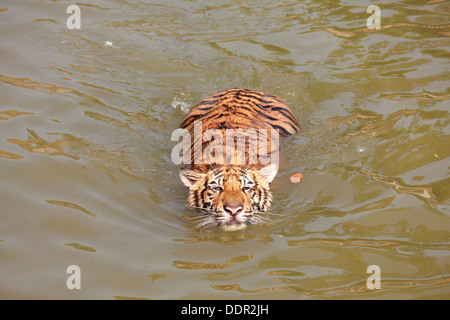 A tiger swimming in pond Stock Photo