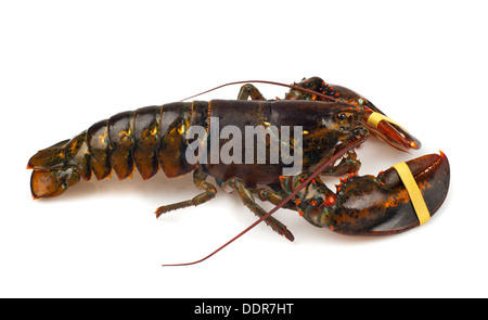 Living lobster isolated on white background Stock Photo
