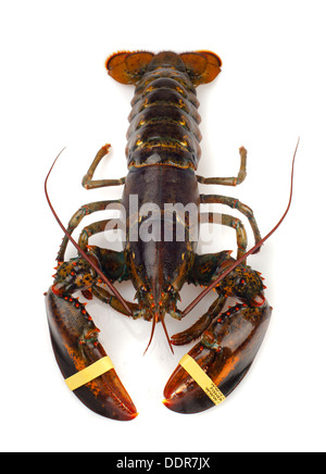 Living lobster isolated on white background Stock Photo
