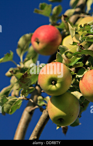 apples on a branch Stock Photo