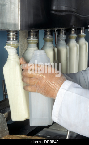 filling milk bottles in british dairy Stock Photo