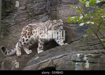 Adult Snow Leopard walking on a ridge Stock Photo
