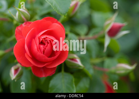 Rosa Flower Carpet Scarlet. Stock Photo