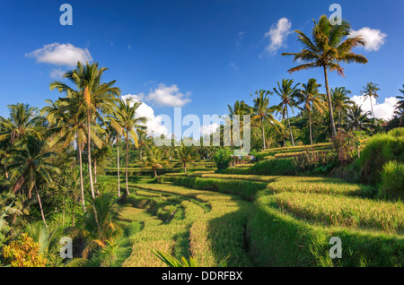 Indonesia, Bali, rice terraces at the entrance to Gunung Kawi Temple Complex Stock Photo