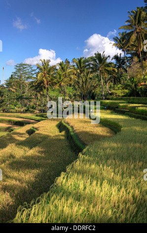 Indonesia, Bali, rice terraces at the entrance to Gunung Kawi Temple Complex Stock Photo