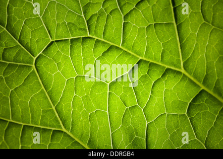 Nature macro photo background with green leaf veins surface Stock Photo