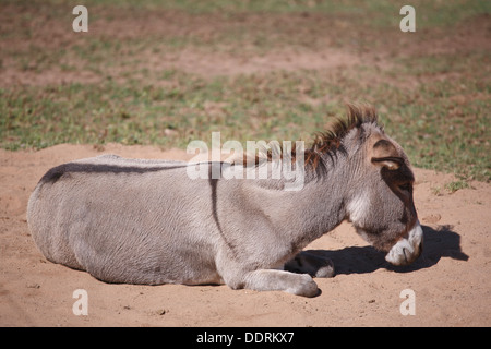 Gray Donkey lying down on sand Stock Photo