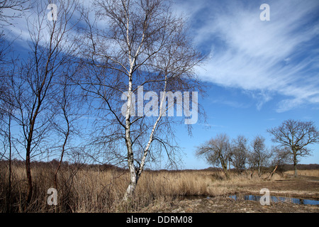 Hickling Broad nature reserve Norfolk,UK Stock Photo