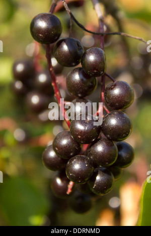 Wild Choke Cherries Fruit on a Tree Stock Photo