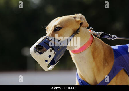 close up of head and muzzle Greyhound dog racing at Fort Myers