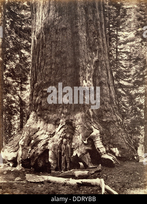 Base of the Grizzly Giant, Giant Sequoia tree, Yosemite, California, 1868. Artist: Carleton Emmons Watkins Stock Photo