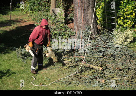 Trimming Cedar Tree with broken branches Stock Photo