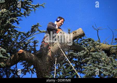 Operator sawing broken branches at top of a Cedar Tree Stock Photo